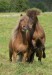 Islandský pony